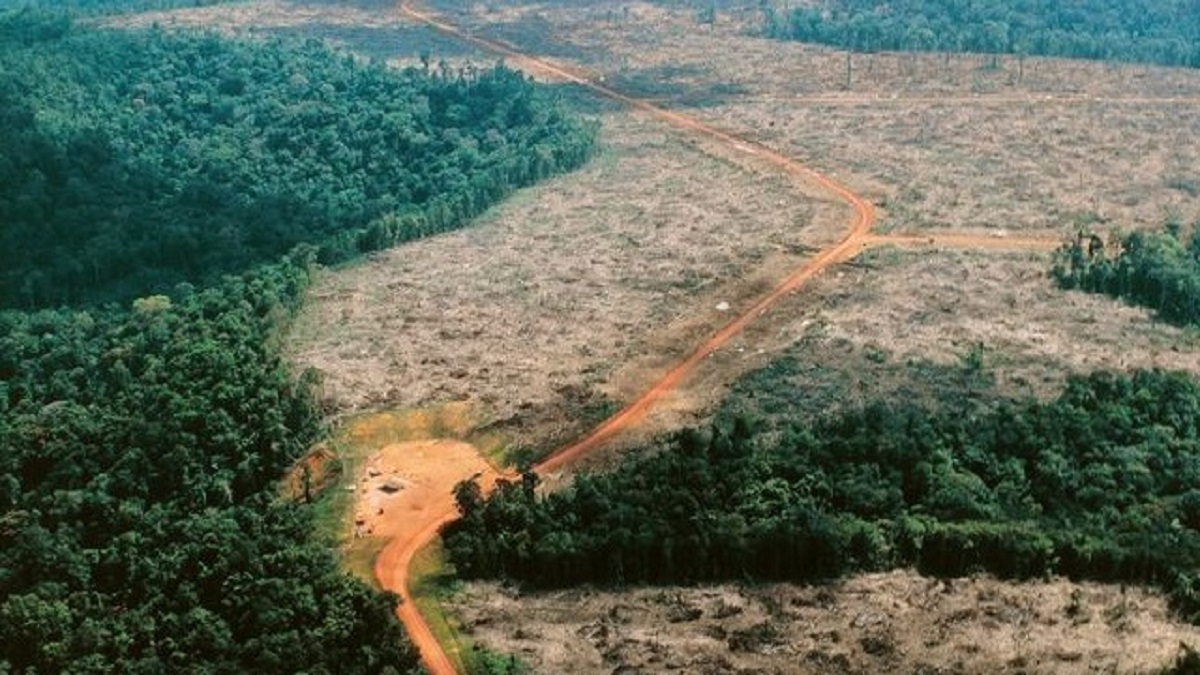 Une Blockchain pour lutter contre la déforestation de l'Amazonie